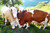 Unsere Rinder beim Grasen auf der Alm